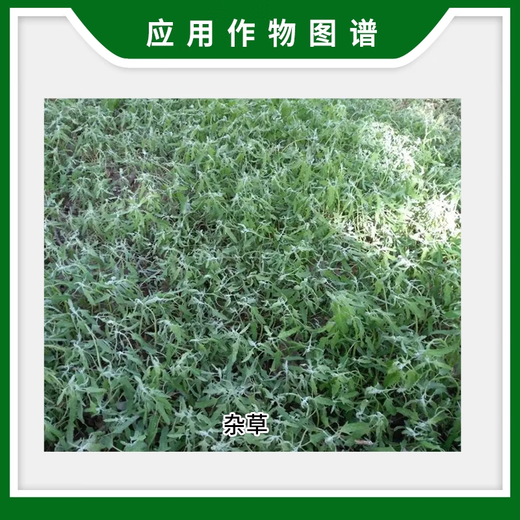 农旺农仔757草甘膦铵盐75.7%除油菜杂草柑橘园农药除草剂草甘磷68% 50g*5袋