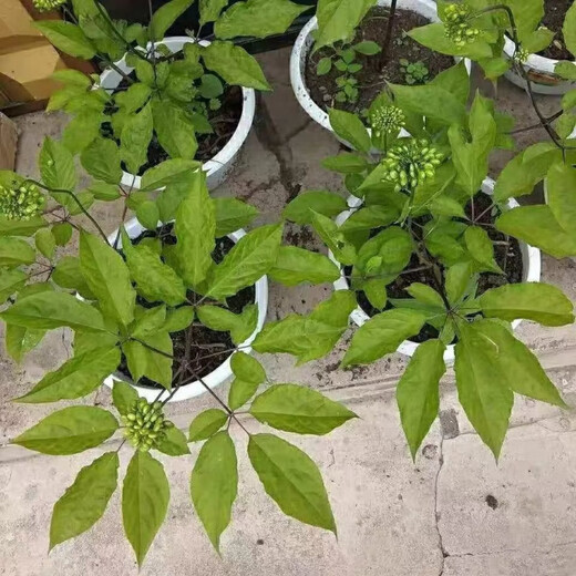 Changbai Mountain ginseng seeds, wild ginseng seeds, easy to grow Chinese medicinal materials in all seasons, easy to live indoor flower pots, Changbai Mountain ginseng seeds, new species, new species, about 200 capsules