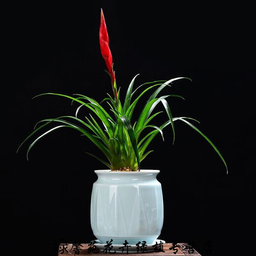憶芗韩画青瓷多肉蝴蝶兰专用花盆带托盘号陶瓷简约吊兰绿植兰花盆 梅青719+托盘864 大