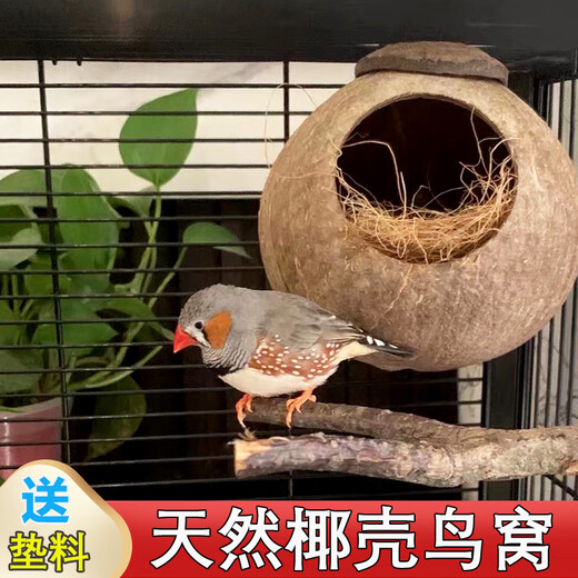 Coconut shell bird's nest, tiger skin, peony, pearl, cockatiel, coconut shell nest, grass nest, bird's nest utensils, shredded coconut bedding 100g