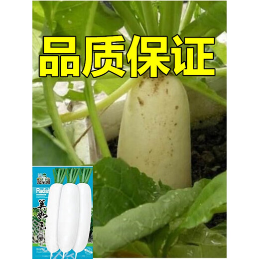 Various four-season balcony field potted vegetable seeds, leafy vegetables, mustard, cabbage, radish seeds, autumn and winter, pink (cherry cherry tomatoes), about 50 seeds