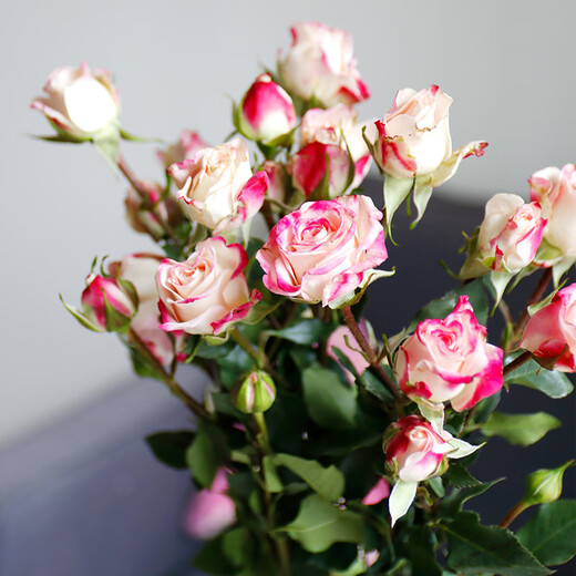 5 small and exquisite multi-headed roses in random colors