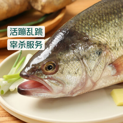 Fresh surf perch 400-500g/piece