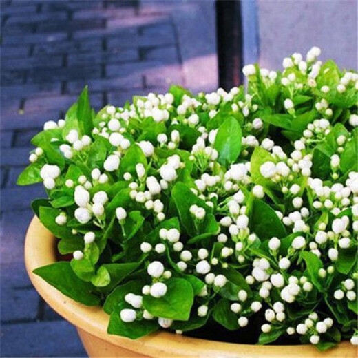 Jasmine seeds are easy to grow in all seasons, indoor balcony flower pots, perennial flowering seeds, tiger head jasmine 100 capsules + rooting powder, see description 2 for details