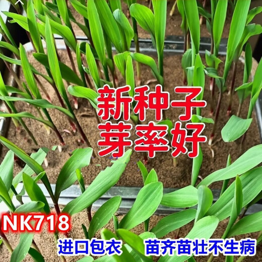 穗益满NK718双棒国审玉米种子大全非转基因矮杆大棒苞米种大紫杆苞谷 NK718 升级抗锈版 【6斤装】种植2亩