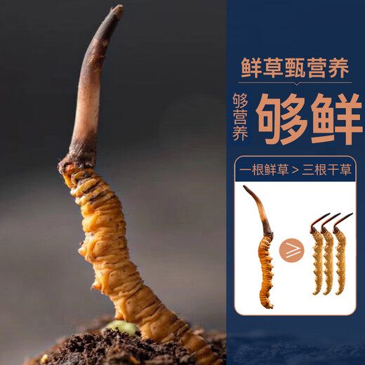 【2024年那曲尾期野鲜虫草】QOMO 西藏那曲原产地当季鲜冬虫夏草 野虫草冷链礼盒装端午礼盒 那曲野鲜虫草0.5g/根 20根装