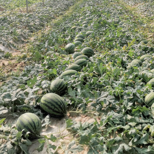 Jingyan watermelon seeds super sweet small watermelon Jingxin 8424 rock sugar unicorn melon Academy of Agricultural Sciences watermelon seedlings lazy melon seeds Jingmei 10K02 about 400 capsules