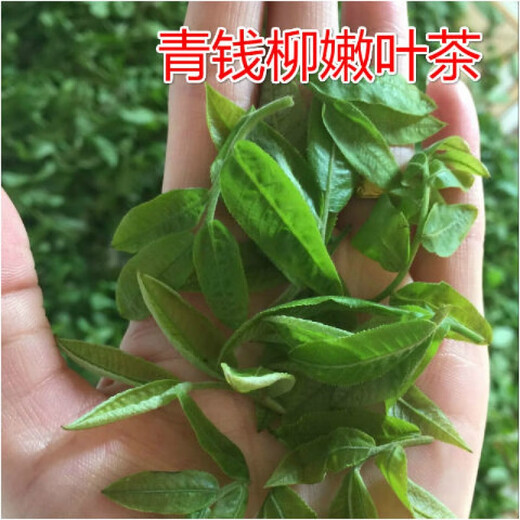 Hua Tuo Shiyi Qingqian Liu Tea Medicinal Materials 23-year new tea is available for the market of wild green Qian Liu Tea 70g 500g ancient tree tender leaves golden Qian Liu Tea 500g (250g*2 bags)