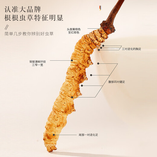 Fudonghai Cordyceps sinensis 20G Caja de regalo 3-4 Piezas/G Caja de regalo La hierba entera sin romper el césped puede ser empapado en polvo en el vino tónico