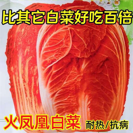 Fire Phoenix Chinese Cabbage Seeds Red Cabbage Seeds are disease-resistant, high-yielding and high in calcium. Orange and Red Cabbage are easy to grow in farmers’ fields. Matched Version. Fire Phoenix Cabbage Seeds. High-quality products - new seeds. 1 pack of approximately 199 capsules.
