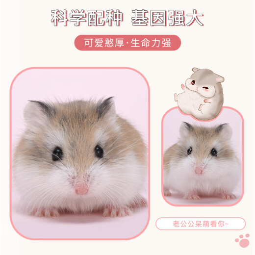 Domestic small hamster live animal three-line silver fox golden bear baby live pair free hamster food snack package supplies (breeding feed) three-line