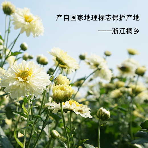 Be Tee Bio -Chrysanthemen Tee Tongxiang Erst Chrysanthemen Hangzhou weißer Chrysanthemengesundheitsee mit Wolfberry Spät 50 g/Dose Chrysanthemene Tee aufbleiben
