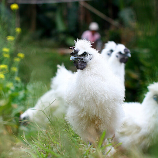 Wen's Original Cut Aged Silky Chicken Nuggets 1Jin Jin is equal to 0.5kg Black Gold Local Silky Chicken More than 400 Days Aged Silky Chicken Frozen Hot Pot Ingredients