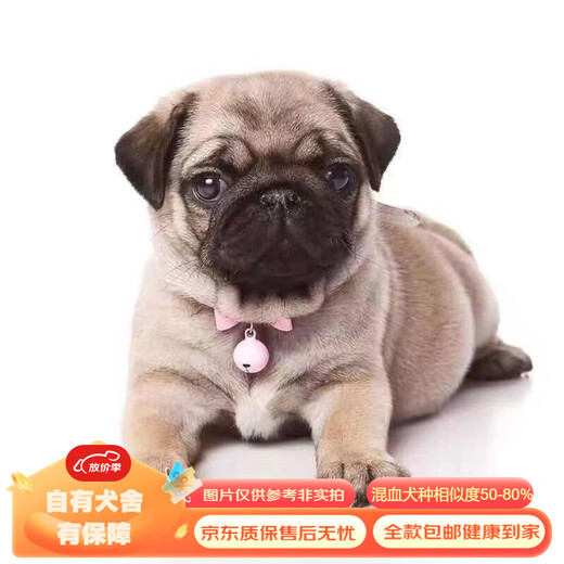 Mixed Chinese Pastoral Dog Golden Retriever Corgi German Shepherd Labrador Horse Dog Shiba Inu Bichon Frize Puppy Pet Dog Live Mixed Class German Shepherd Mixed