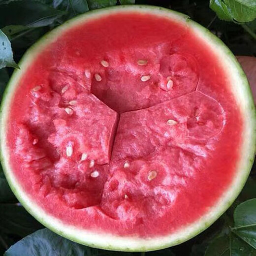 Sweet 4K Watermelon Seeds Spring and Autumn Sowing Station Divine Watermelon Seeds Thin Skin Dry Juice High Sweetness Low Temperature and Low Light Resistance 600 capsules/bag