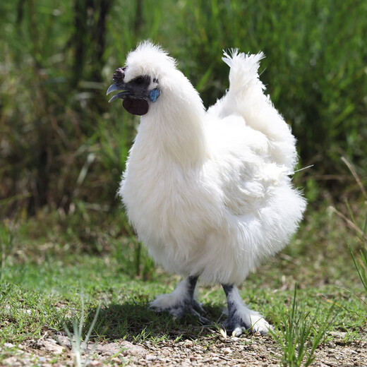 Wen's Original Cut Aged Silky Chicken Nuggets 1Jin Jin is equal to 0.5kg Black Gold Local Silky Chicken More than 400 Days Aged Silky Chicken Frozen Hot Pot Ingredients