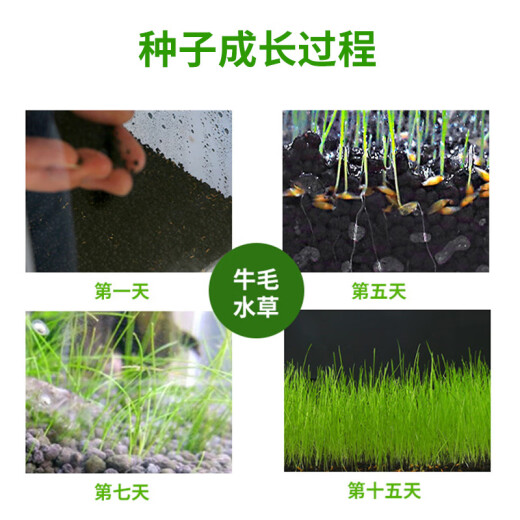Fish unicorn aquatic plant seeds fish tank landscaping aquarium decoration lazy water grass mud foreground grass freshwater plant landscaping quick cow hair grass mini pearl small pair of leaf seeds two bottles set