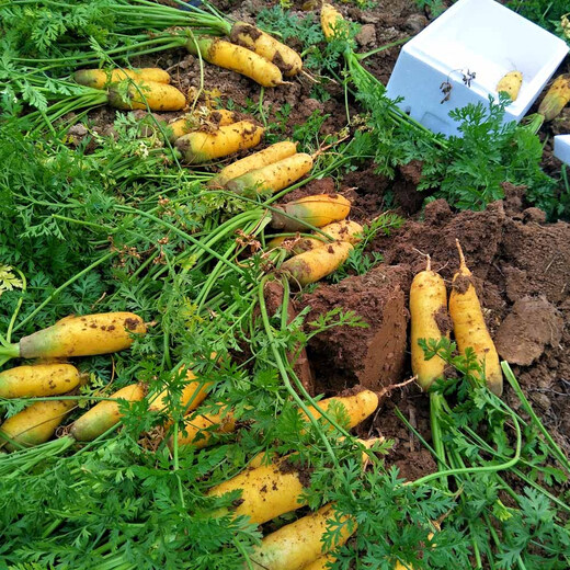 Shanxi Yuncheng yellow carrots fresh carrot vegetables