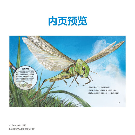 厉害的昆虫 拨开草丛 以真实的昆虫标本为基础，清晰展现各种昆虫的样貌，4-8岁科普百科启蒙绘本9787556265701