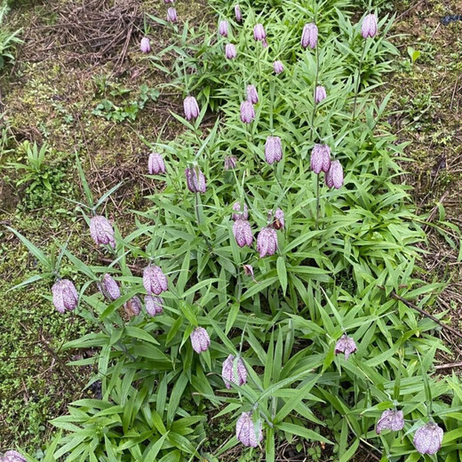 Fritillary bulbs, Hubei Fritillary seedlings, Sichuan Fritillary seedlings, Chinese medicinal Fritillary bulbs, Fritillaria seedlings 5 pieces