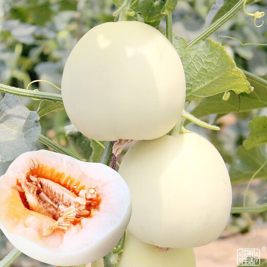 Yuhenong White Melon Seeds, Melon Seeds, Thin, Crisp and Sweet, North and South White Melon Seeds, 20 capsules