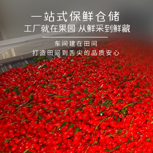 红柳沟红枸杞子宁夏头茬特级500g 免洗大果泡茶养生 节日礼品送父母长辈