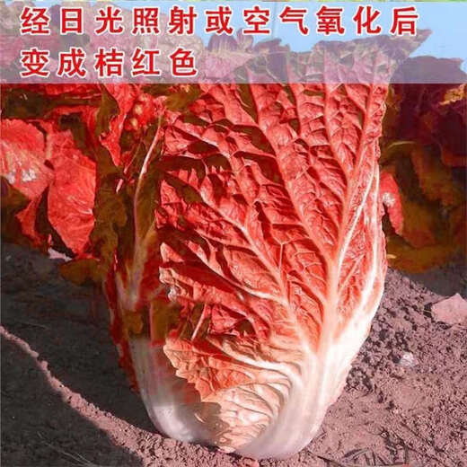 Fire Phoenix Chinese Cabbage Seeds Red Cabbage Seeds are disease-resistant, high-yielding and high in calcium. Orange and Red Cabbage are easy to grow in farmers’ fields. Matched Version. Fire Phoenix Cabbage Seeds. High-quality products - new seeds. 1 pack of approximately 199 capsules.