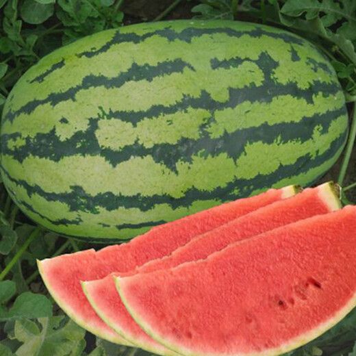Changgong 8424 Watermelon Seed Sweet King Extra Large Kirin Melon Seedless Lazy Man Watermelon Seasonal Fruit Seed Vegetable Seed Lin Feng Changlong Watermelon 100g Original 900 Capsules
