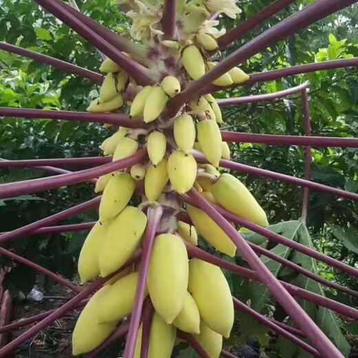 Hawaiian Golden Cream Papaya Seeds, suitable for both field and potted plants, high germination rate, 100 capsules/pack of fruit seeds, Hawaiian Cream Papaya Seeds, 20 capsules
