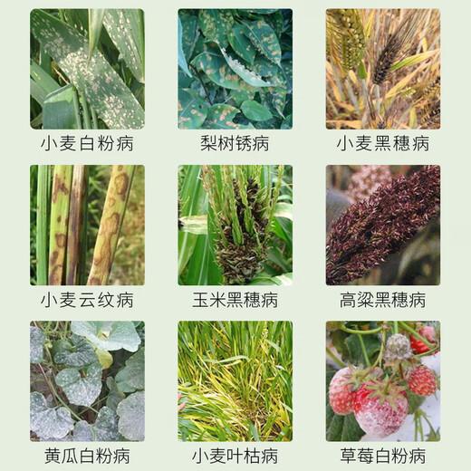 国光20%三唑酮花卉植物果树白粉病粉锈宁黄瓜植物锈病农药杀菌剂200ml