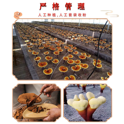 
Beijing Liushoutang Breaking Wall Ganoderma lucidum spore powder enhances post-immune nutritional tonic health products enhance resistance Tongren sugar-free Ganoderma lucidum triterpene high content 17% New Year gift gift box 2g/bag*60 bags/box