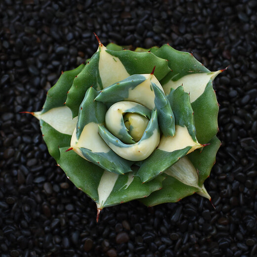 Die fünffarbige Agave glückverheißende Krone der Goldenen Leech Prinzessin Thunder Sukkulente Pflanzenkombination Potted Saizhixe Einzelhoch