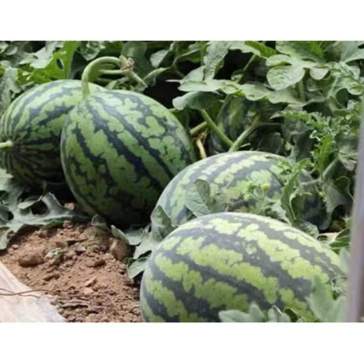 Sweet 4K Watermelon Seeds Spring and Autumn Sowing Station Divine Watermelon Seeds Thin Skin Dry Juice High Sweetness Low Temperature and Low Light Resistance 600 capsules/bag