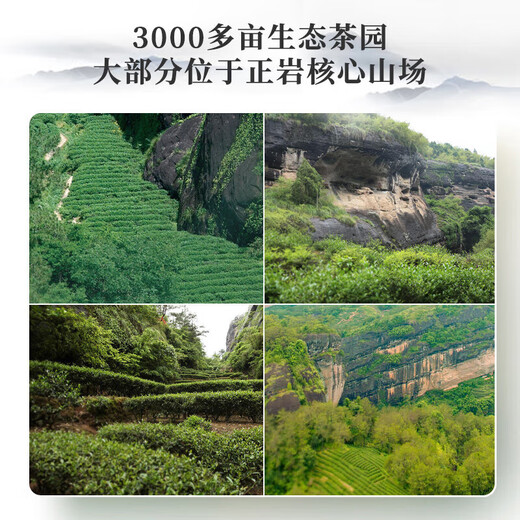 Xigua (xigua) combination tea Dahongpao cinnamon narcissus 48g canned Wuyi rock tea tasting 6-brew ration tea