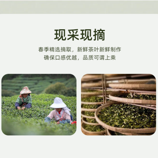 
Qiqin QI QIN TEA Pinghe Baibu Qilan Oolong Tea Geographical Indication Famous Tea Gift Box High-end Gift 25 Years New Tea Spring Tea Premium Gift Box-Gold Award