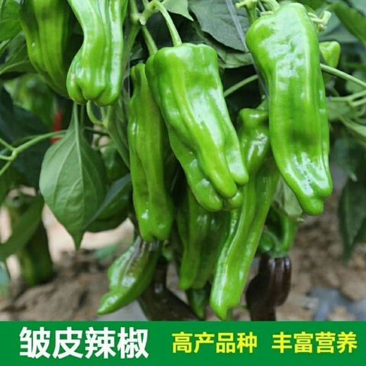 Thin-skinned green pepper seeds, early-maturing Zoupe-skinned green pepper seeds, a complete list of pepper seeds that can be grown in pots on the patio, terrace, and balcony. Thin-skinned green pepper seeds, 2 packs, about 100 capsules.