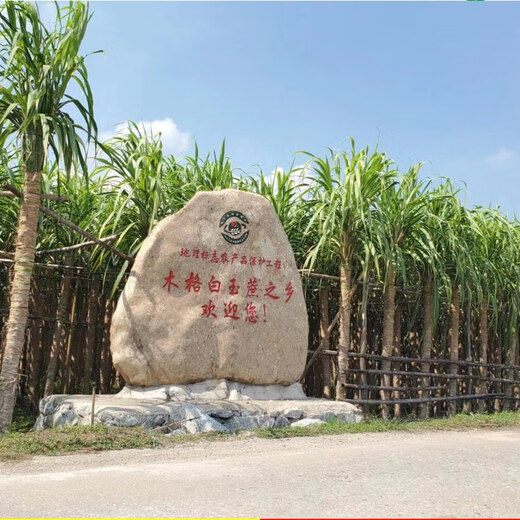 Asarum Guangxi Muge White Jade Sugar Cane Seeds Authentic Glass Crisp Seedlings Origin Straight Hair with Buds Delivered 15 Roots