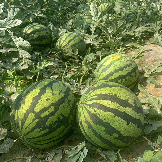 Shouhe Thin-skinned Sweet Watermelon Seeds Autumn Fruit Seeds Weiyu Shouyi Sweet King Watermelon Seeds 30 pieces * 2 bags