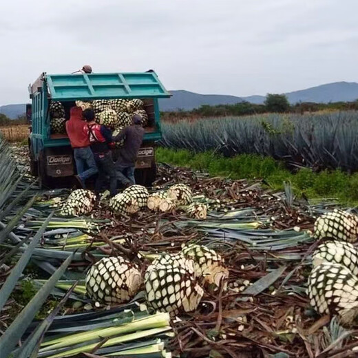 Hacienda de Banuelos mezcal tequila bouteille originale mexicaine vin importé cadeau de vacances Tepemit tequila 750mL 1 bouteille