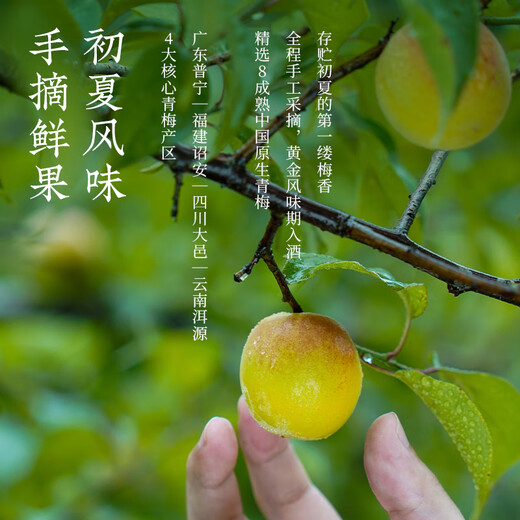 Umemi original fruit green plum wine 750ml single bottle 12% slightly tipsy fruit wine gift for Double Eleven