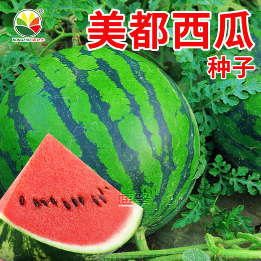 NONGZHIZI Lazy Man Watermelon Seed Extra Large Spring Meidu Watermelon Seed 50 capsules/bag