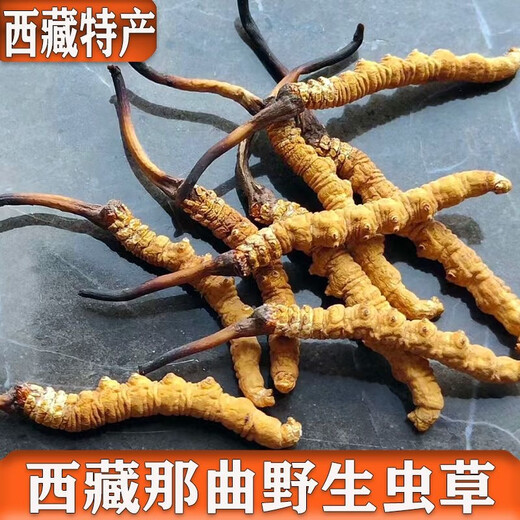 Naqu Hair raide Authentic Wild Tibet Haute à altitude Cordyceps Sinensis Sélection de foin sec Sèche Saison Herbe Saison Dry Goods Dry 2 Racines / G Cordyceps sauvage Sinensis 50g Pack