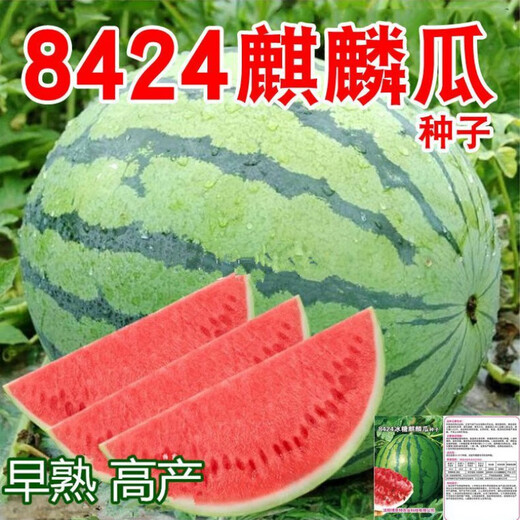 8424 Kirin small-seeded watermelon seeds, extra large giant sweet king, southern four-season vegetable and fruit seeds, rock sugar Kirin 8424 watermelon seeds, original unpacking, about 3 seeds, more expensive