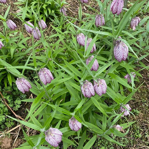 Fritillary bulbs, Hubei Fritillary seedlings, Sichuan Fritillary seedlings, Chinese medicinal Fritillary bulbs, Fritillaria seedlings 5 pieces