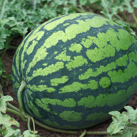 Shouhe Lazy Man Watermelon Seed Lazy Man King Melon Extra Large Spring No Pruning Lazy Man Fruit Seedling Southern Sweet Qishan Sweet No. 8 Lazy Man Watermelon Seed 50 capsules 3