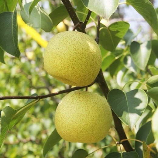 Gongxianzhan grueso de coco y tremella nido de pájaro gachas de nido de pájaro dulce dulce sopa de nido de pájaro embarazada regalos regalos nido de aves