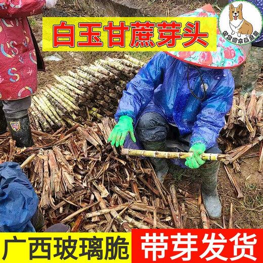 Asarum Guangxi Muge White Jade Sugar Cane Seeds Authentic Glass Crisp Seedlings Origin Straight Hair with Buds Delivered 15 Roots