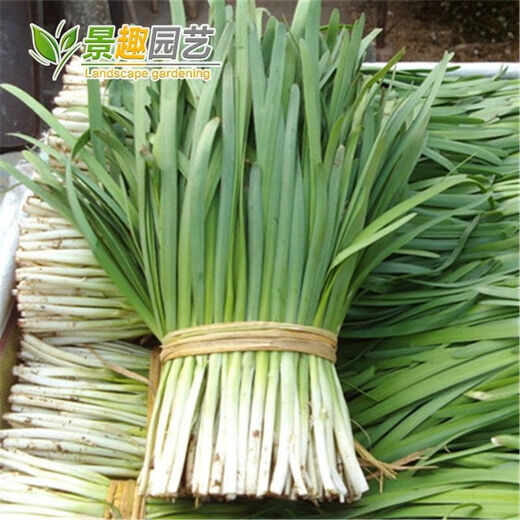 791雪韭王抗病速长香白根不休眠宽韭菜蔬菜种子阳台菜园四季种籽 719大叶韭菜种子 精品种子：1包(约500粒)