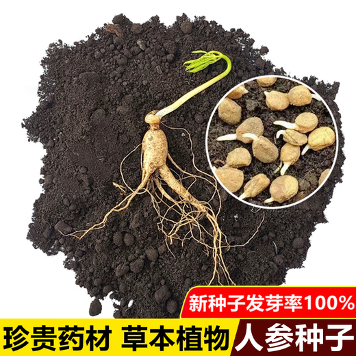 Changbai Mountain ginseng seeds, wild ginseng seeds, easy to grow Chinese medicinal materials in all seasons, easy to live indoor flower pots, ginseng seeds, shipped without buds, big sale, 3 bags selected, about 156 capsules