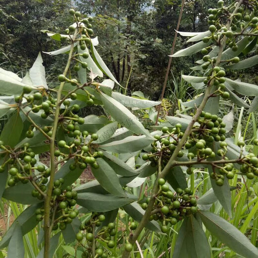 可钦盐泡木姜子新鲜山胡椒木姜子湖南贵州山苍子木姜子泡盐 泡盐木姜子1瓶(250g)